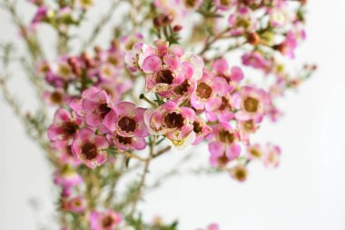 Avustralya yerlisi yabani çiçek pastel pembe Geraldton balmumu bukalemuncinatum beyaz arka planda izole edilmiş, mor çiçekli arka plan, düğün süslemesi, ilkbahar, botanik