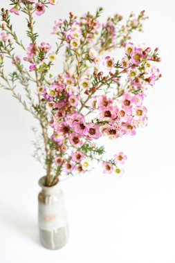 Avustralya yerlisi yabani çiçek pastel pembe Geraldton balmumu bukalemuncinatum beyaz arka planda izole edilmiş, mor çiçekli arka plan, düğün süslemesi, ilkbahar, botanik