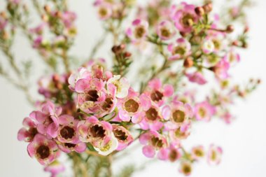 Avustralya yerlisi yabani çiçek pastel pembe Geraldton balmumu bukalemuncinatum beyaz arka planda izole edilmiş, mor çiçekli arka plan, düğün süslemesi, ilkbahar, botanik