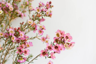 Avustralya yerlisi yabani çiçek pastel pembe Geraldton balmumu bukalemuncinatum beyaz arka planda izole edilmiş, mor çiçekli arka plan, düğün süslemesi, ilkbahar, botanik