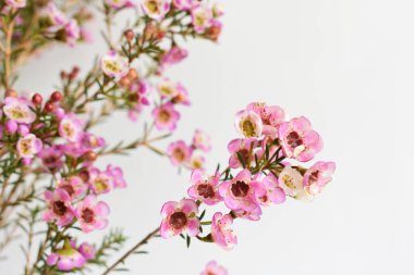 Avustralya yerlisi yabani çiçek pastel pembe Geraldton balmumu bukalemuncinatum beyaz arka planda izole edilmiş, mor çiçekli arka plan, düğün süslemesi, ilkbahar, botanik