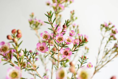 Avustralya yerlisi yabani çiçek pastel pembe Geraldton balmumu bukalemuncinatum beyaz arka planda izole edilmiş, mor çiçekli arka plan, düğün süslemesi, ilkbahar, botanik
