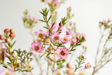 Avustralya yerlisi yabani çiçek pastel pembe Geraldton balmumu bukalemuncinatum beyaz arka planda izole edilmiş, mor çiçekli arka plan, düğün süslemesi, ilkbahar, botanik