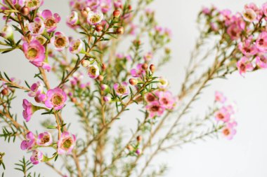 Avustralya yerlisi yabani çiçek pastel pembe Geraldton balmumu bukalemuncinatum beyaz arka planda izole edilmiş, mor çiçekli arka plan, düğün süslemesi, ilkbahar, botanik