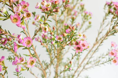 Avustralya yerlisi yabani çiçek pastel pembe Geraldton balmumu bukalemuncinatum beyaz arka planda izole edilmiş, mor çiçekli arka plan, düğün süslemesi, ilkbahar, botanik