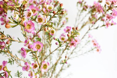 Avustralya yerlisi yabani çiçek pastel pembe Geraldton balmumu bukalemuncinatum beyaz arka planda izole edilmiş, mor çiçekli arka plan, düğün süslemesi, ilkbahar, botanik