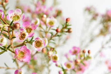 Avustralya yerlisi yabani çiçek pastel pembe Geraldton balmumu bukalemuncinatum beyaz arka planda izole edilmiş, mor çiçekli arka plan, düğün süslemesi, ilkbahar, botanik