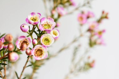 Avustralya yerlisi yabani çiçek pastel pembe Geraldton balmumu bukalemuncinatum beyaz arka planda izole edilmiş, mor çiçekli arka plan, düğün süslemesi, ilkbahar, botanik