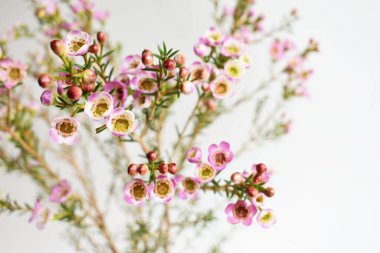 Avustralya yerlisi yabani çiçek pastel pembe Geraldton balmumu bukalemuncinatum beyaz arka planda izole edilmiş, mor çiçekli arka plan, düğün süslemesi, ilkbahar, botanik