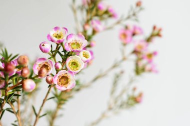 Avustralya yerlisi yabani çiçek pastel pembe Geraldton balmumu bukalemuncinatum beyaz arka planda izole edilmiş, mor çiçekli arka plan, düğün süslemesi, ilkbahar, botanik