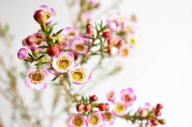 Avustralya yerlisi yabani çiçek pastel pembe Geraldton balmumu bukalemuncinatum beyaz arka planda izole edilmiş, mor çiçekli arka plan, düğün süslemesi, ilkbahar, botanik