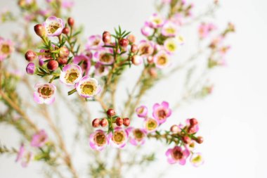 Avustralya yerlisi yabani çiçek pastel pembe Geraldton balmumu bukalemuncinatum beyaz arka planda izole edilmiş, mor çiçekli arka plan, düğün süslemesi, ilkbahar, botanik