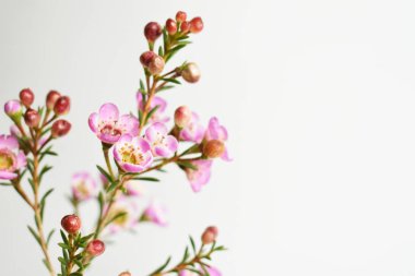 Avustralya yerlisi yabani çiçek pastel pembe Geraldton balmumu bukalemuncinatum beyaz arka planda izole edilmiş, mor çiçekli arka plan, düğün süslemesi, ilkbahar, botanik