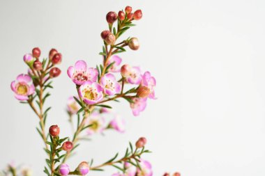 Avustralya yerlisi yabani çiçek pastel pembe Geraldton balmumu bukalemuncinatum beyaz arka planda izole edilmiş, mor çiçekli arka plan, düğün süslemesi, ilkbahar, botanik