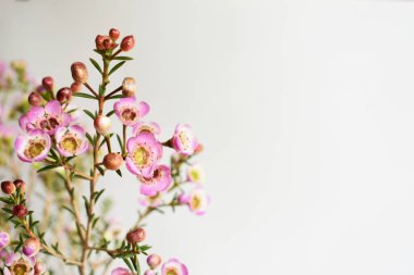 Avustralya yerlisi yabani çiçek pastel pembe Geraldton balmumu bukalemuncinatum beyaz arka planda izole edilmiş, mor çiçekli arka plan, düğün süslemesi, ilkbahar, botanik