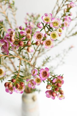Avustralya yerlisi yabani çiçek pastel pembe Geraldton balmumu bukalemuncinatum beyaz arka planda izole edilmiş, mor çiçekli arka plan, düğün süslemesi, ilkbahar, botanik
