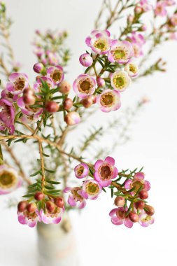 Avustralya yerlisi yabani çiçek pastel pembe Geraldton balmumu bukalemuncinatum beyaz arka planda izole edilmiş, mor çiçekli arka plan, düğün süslemesi, ilkbahar, botanik