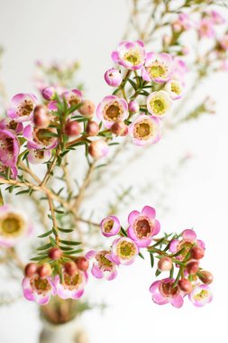 Avustralya yerlisi yabani çiçek pastel pembe Geraldton balmumu bukalemuncinatum beyaz arka planda izole edilmiş, mor çiçekli arka plan, düğün süslemesi, ilkbahar, botanik