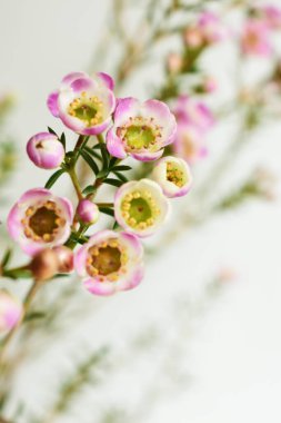 Avustralya yerlisi yabani çiçek pastel pembe Geraldton balmumu bukalemuncinatum beyaz arka planda izole edilmiş, mor çiçekli arka plan, düğün süslemesi, ilkbahar, botanik