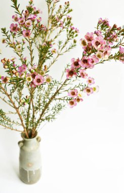 Avustralya yerlisi yabani çiçek pastel pembe Geraldton balmumu bukalemuncinatum beyaz arka planda izole edilmiş, mor çiçekli arka plan, düğün süslemesi, ilkbahar, botanik