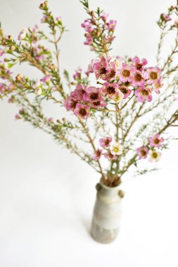 Avustralya yerlisi yabani çiçek pastel pembe Geraldton balmumu bukalemuncinatum beyaz arka planda izole edilmiş, mor çiçekli arka plan, düğün süslemesi, ilkbahar, botanik