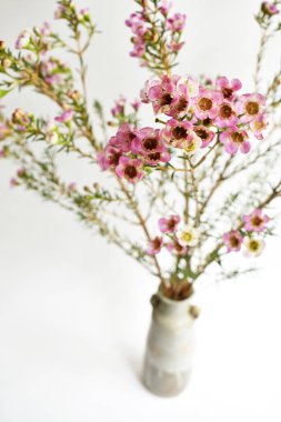 Avustralya yerlisi yabani çiçek pastel pembe Geraldton balmumu bukalemuncinatum beyaz arka planda izole edilmiş, mor çiçekli arka plan, düğün süslemesi, ilkbahar, botanik