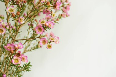 Avustralya yerlisi yabani çiçek pastel pembe Geraldton balmumu bukalemuncinatum beyaz arka planda izole edilmiş, mor çiçekli arka plan, düğün süslemesi, ilkbahar, botanik