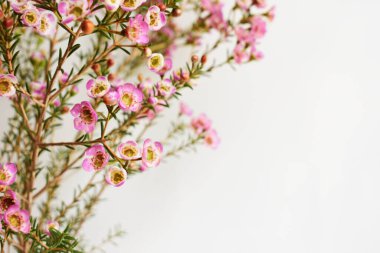 Avustralya yerlisi yabani çiçek pastel pembe Geraldton balmumu bukalemuncinatum beyaz arka planda izole edilmiş, mor çiçekli arka plan, düğün süslemesi, ilkbahar, botanik