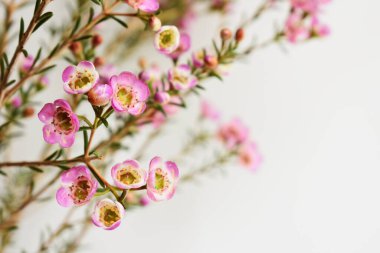 Avustralya yerlisi yabani çiçek pastel pembe Geraldton balmumu bukalemuncinatum beyaz arka planda izole edilmiş, mor çiçekli arka plan, düğün süslemesi, ilkbahar, botanik