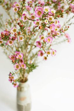 Avustralya yerlisi yabani çiçek pastel pembe Geraldton balmumu bukalemuncinatum beyaz arka planda izole edilmiş, mor çiçekli arka plan, düğün süslemesi, ilkbahar, botanik