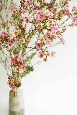 Avustralya yerlisi yabani çiçek pastel pembe Geraldton balmumu bukalemuncinatum beyaz arka planda izole edilmiş, mor çiçekli arka plan, düğün süslemesi, ilkbahar, botanik