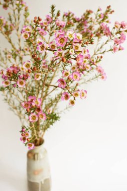 Avustralya yerlisi yabani çiçek pastel pembe Geraldton balmumu bukalemuncinatum beyaz arka planda izole edilmiş, mor çiçekli arka plan, düğün süslemesi, ilkbahar, botanik