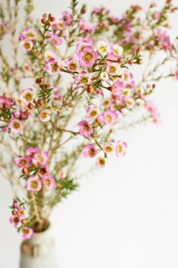 Avustralya yerlisi yabani çiçek pastel pembe Geraldton balmumu bukalemuncinatum beyaz arka planda izole edilmiş, mor çiçekli arka plan, düğün süslemesi, ilkbahar, botanik