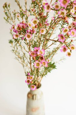 Avustralya yerlisi yabani çiçek pastel pembe Geraldton balmumu bukalemuncinatum beyaz arka planda izole edilmiş, mor çiçekli arka plan, düğün süslemesi, ilkbahar, botanik