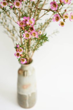 Avustralya yerlisi yabani çiçek pastel pembe Geraldton balmumu bukalemuncinatum beyaz arka planda izole edilmiş, mor çiçekli arka plan, düğün süslemesi, ilkbahar, botanik