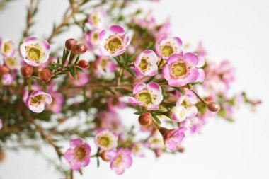 Avustralya yerlisi yabani çiçek pastel pembe Geraldton balmumu bukalemuncinatum beyaz arka planda izole edilmiş, mor çiçekli arka plan, düğün süslemesi, ilkbahar, botanik