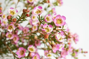 Avustralya yerlisi yabani çiçek pastel pembe Geraldton balmumu bukalemuncinatum beyaz arka planda izole edilmiş, mor çiçekli arka plan, düğün süslemesi, ilkbahar, botanik