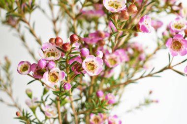 Avustralya yerlisi yabani çiçek pastel pembe Geraldton balmumu bukalemuncinatum beyaz arka planda izole edilmiş, mor çiçekli arka plan, düğün süslemesi, ilkbahar, botanik