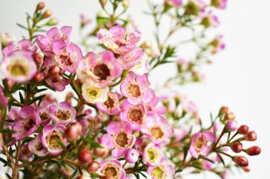 Avustralya yerlisi yabani çiçek pastel pembe Geraldton balmumu bukalemuncinatum beyaz arka planda izole edilmiş, mor çiçekli arka plan, düğün süslemesi, ilkbahar, botanik