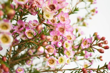 Avustralya yerlisi yabani çiçek pastel pembe Geraldton balmumu bukalemuncinatum beyaz arka planda izole edilmiş, mor çiçekli arka plan, düğün süslemesi, ilkbahar, botanik