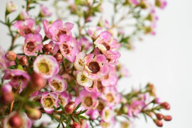 Avustralya yerlisi yabani çiçek pastel pembe Geraldton balmumu bukalemuncinatum beyaz arka planda izole edilmiş, mor çiçekli arka plan, düğün süslemesi, ilkbahar, botanik