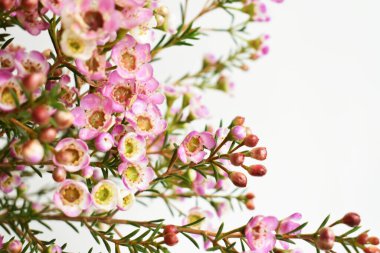 Avustralya yerlisi yabani çiçek pastel pembe Geraldton balmumu bukalemuncinatum beyaz arka planda izole edilmiş, mor çiçekli arka plan, düğün süslemesi, ilkbahar, botanik