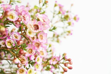 Avustralya yerlisi yabani çiçek pastel pembe Geraldton balmumu bukalemuncinatum beyaz arka planda izole edilmiş, mor çiçekli arka plan, düğün süslemesi, ilkbahar, botanik