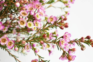 Avustralya yerlisi yabani çiçek pastel pembe Geraldton balmumu bukalemuncinatum beyaz arka planda izole edilmiş, mor çiçekli arka plan, düğün süslemesi, ilkbahar, botanik