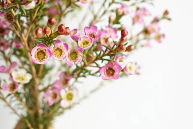 Avustralya yerlisi yabani çiçek pastel pembe Geraldton balmumu bukalemuncinatum beyaz arka planda izole edilmiş, mor çiçekli arka plan, düğün süslemesi, ilkbahar, botanik