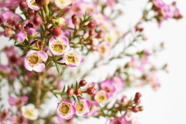 Avustralya yerlisi yabani çiçek pastel pembe Geraldton balmumu bukalemuncinatum beyaz arka planda izole edilmiş, mor çiçekli arka plan, düğün süslemesi, ilkbahar, botanik