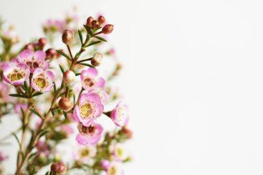 Avustralya yerlisi yabani çiçek pastel pembe Geraldton balmumu bukalemuncinatum beyaz arka planda izole edilmiş, mor çiçekli arka plan, düğün süslemesi, ilkbahar, botanik