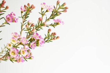 Avustralya yerlisi yabani çiçek pastel pembe Geraldton balmumu bukalemuncinatum beyaz arka planda izole edilmiş, mor çiçekli arka plan, düğün süslemesi, ilkbahar, botanik