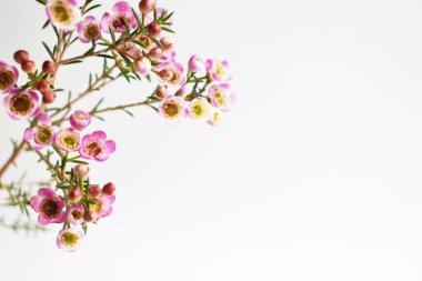 Avustralya yerlisi yabani çiçek pastel pembe Geraldton balmumu bukalemuncinatum beyaz arka planda izole edilmiş, mor çiçekli arka plan, düğün süslemesi, ilkbahar, botanik