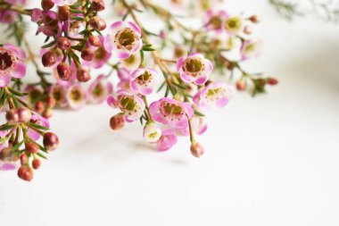 Avustralya yerlisi yabani çiçek pastel pembe Geraldton balmumu bukalemuncinatum beyaz arka planda izole edilmiş, mor çiçekli arka plan, düğün süslemesi, ilkbahar, botanik